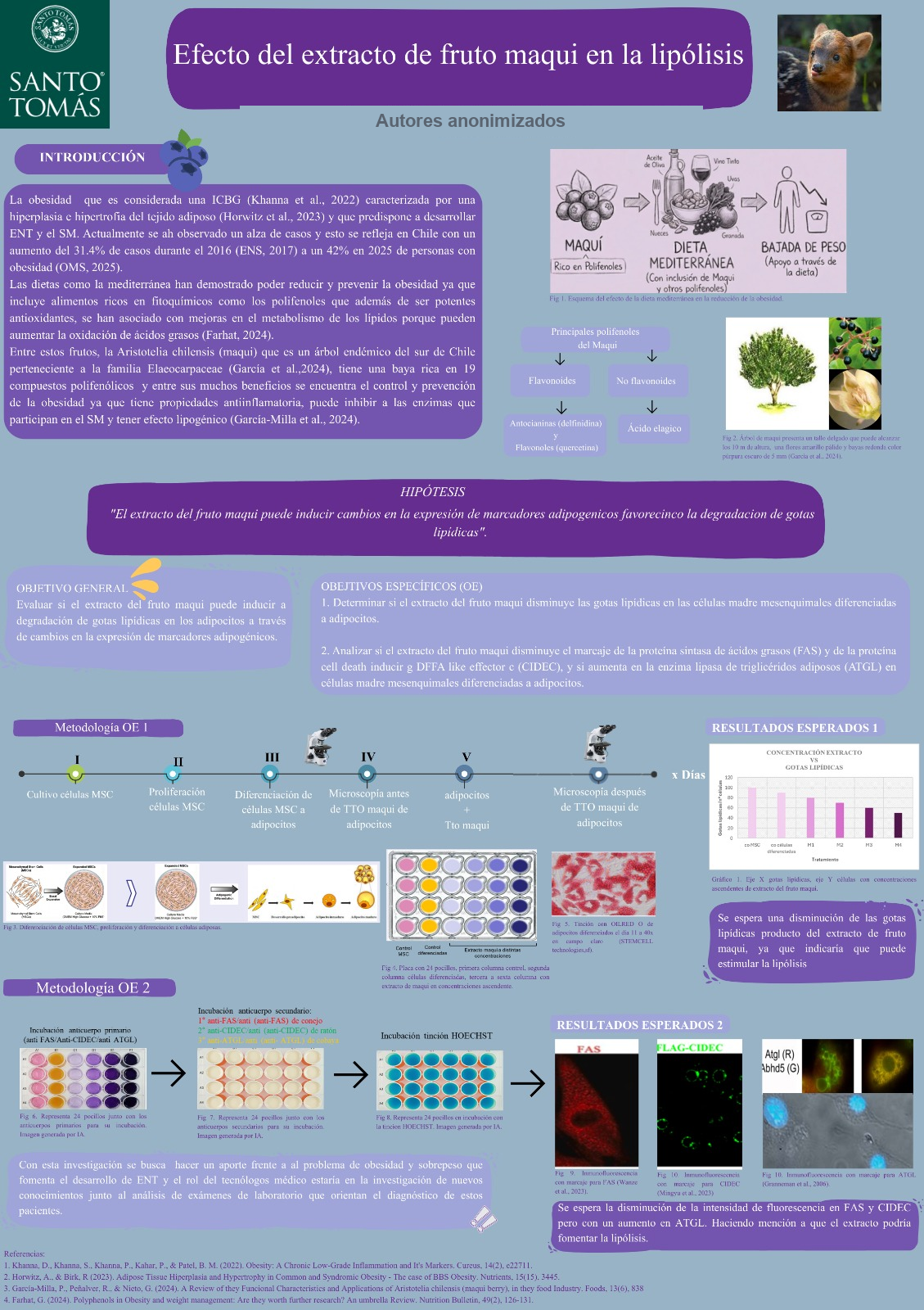 Póster sobre el efecto del extracto de maqui en la lipólisis