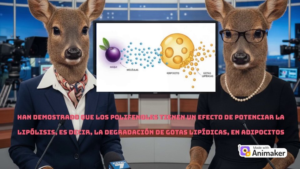 Video sobre el extracto de maqui y la lipolisis